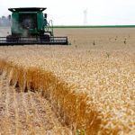 Ekspertët: Klima po zhvendos kultivimin e grurit nga Lushnja drejt Korçës