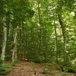 Rezervat e karbonit në biosferë rrezikojnë të zhduken për të dytin vit radhazi